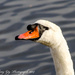 Head Swan by tonygig