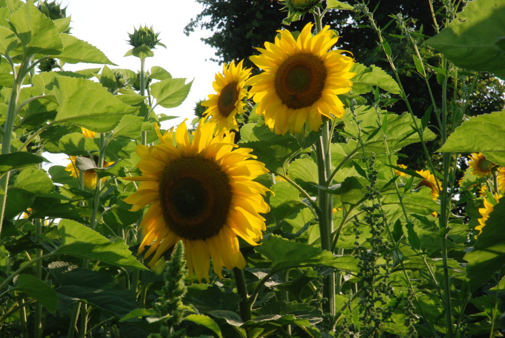 Sunflowers by farmreporter