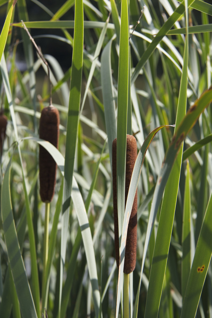 Cattails (Typha) by randystreat