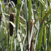 Cattails (Typha) by randystreat
