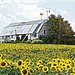 Sunflower Barn by farmreporter