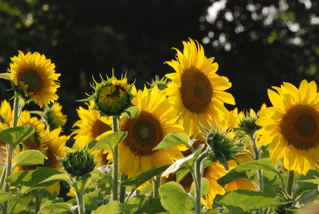 Sunflowers Again by farmreporter