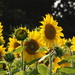 Sunflowers Again by farmreporter