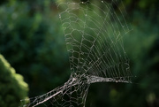 14th Aug 2014 - Spider web 2