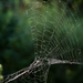 Spider web 2 by mittens