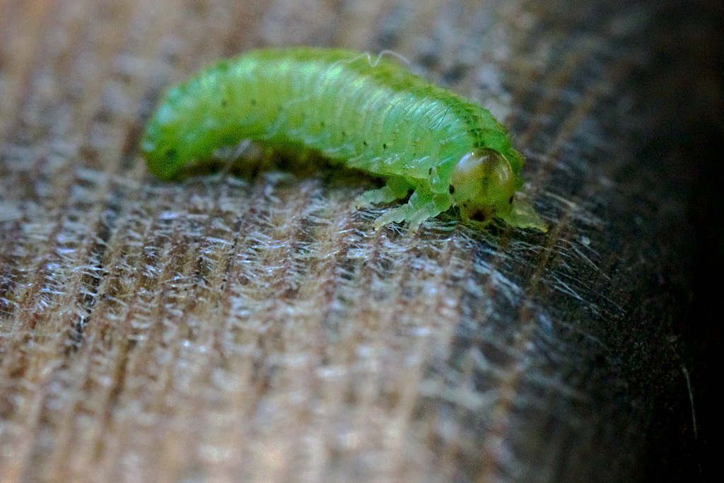 The Very Hungry Caterpillar  by jyokota