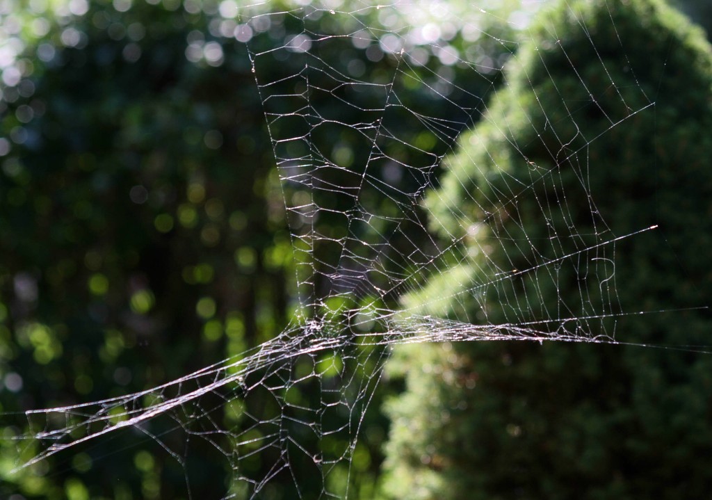 Spider web by mittens