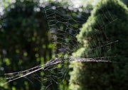 14th Aug 2014 - Spider web