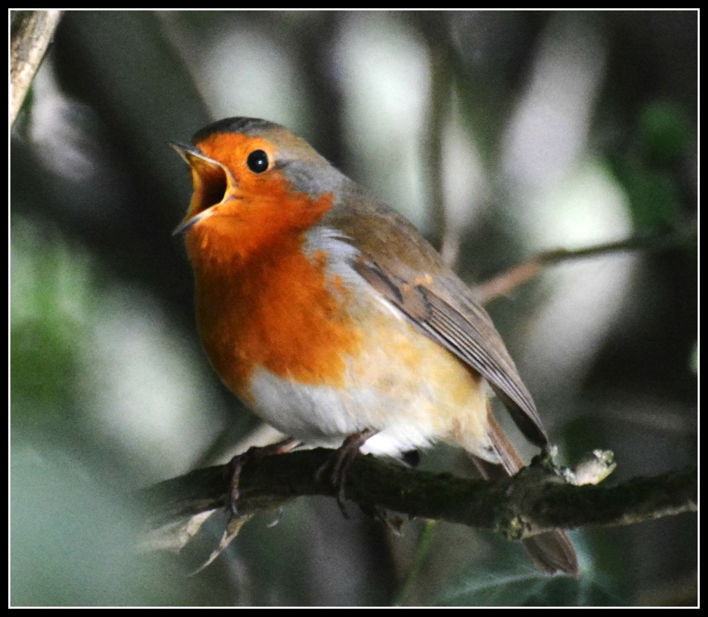 Sing robin sing by rosiekind