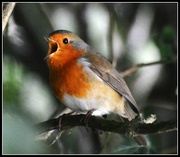 14th Aug 2014 - Sing robin sing