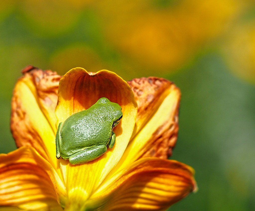 Tiniest GreenFrog Ever by tosee