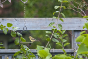 14th Aug 2014 - Female Goldfinch