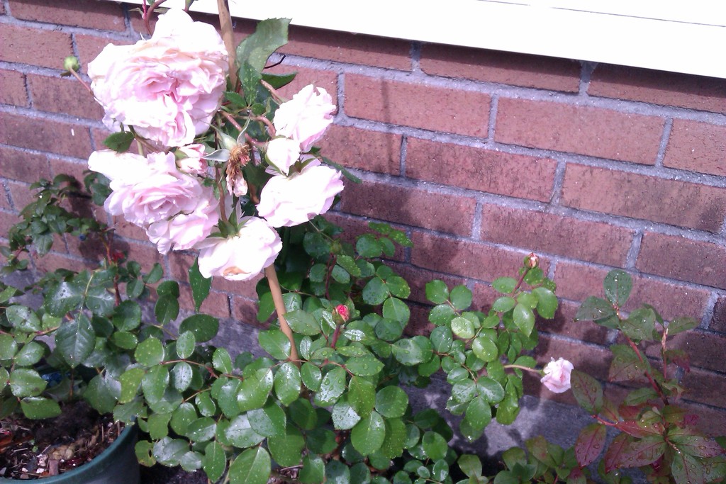 My Jenny rose  heavy with  flower by jennymdennis