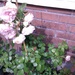My Jenny rose  heavy with  flower by jennymdennis
