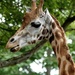 You're having a Giraffe! by nicolaeastwood
