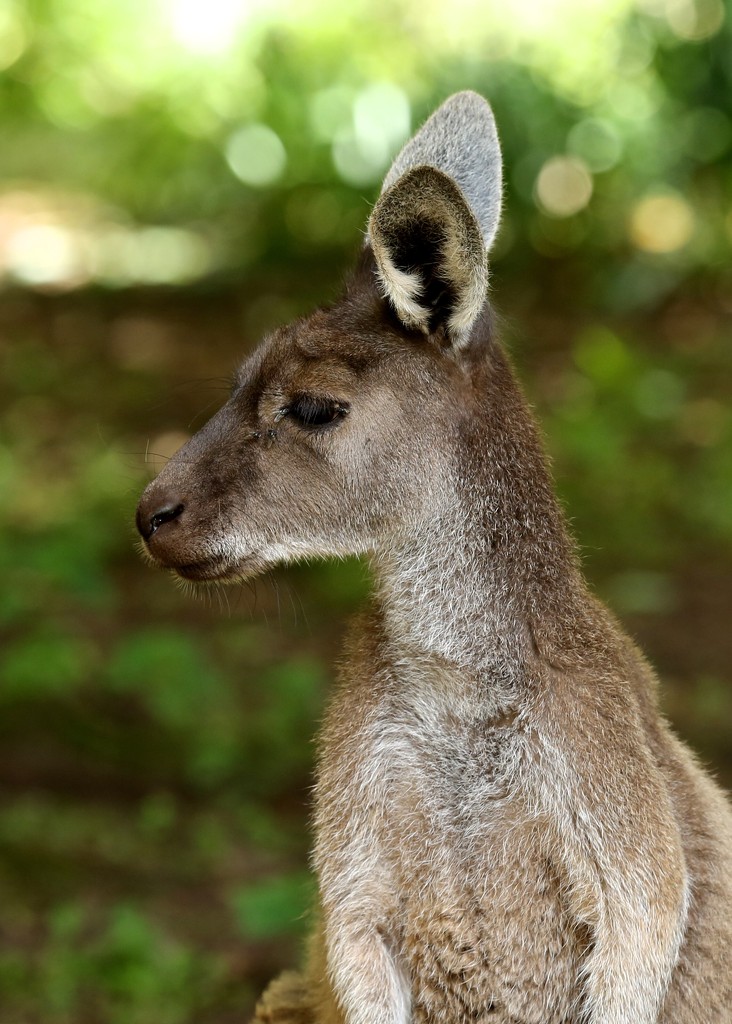 Kangaroo by nicolaeastwood
