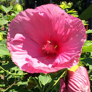 14th Aug 2014 - Huge Pink Flower