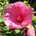 Huge Pink Flower by yogiw