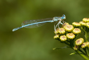 14th Aug 2014 - Damselfly on Tansy