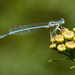Damselfly on Tansy by leonbuys83