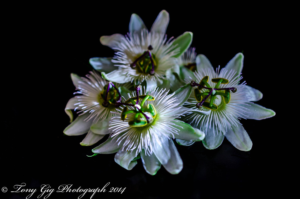 Passion Flowers by tonygig