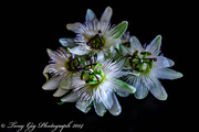 15th Aug 2014 - Passion Flowers