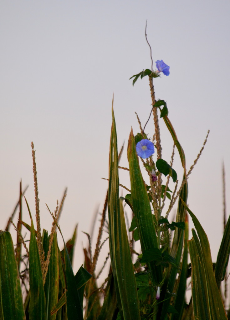 Glory in the Cornfield by kareenking