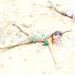 Sand angel by cocobella