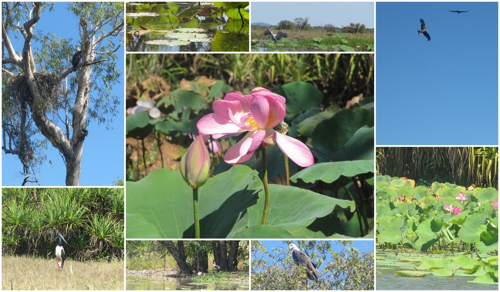 Corroboree Billabong wetlands Tour Darwin by happysnaps