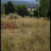 Rurral landscap Nanango QLD by kerenmcsweeney
