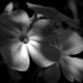 August 14: Garden Phlox by daisymiller