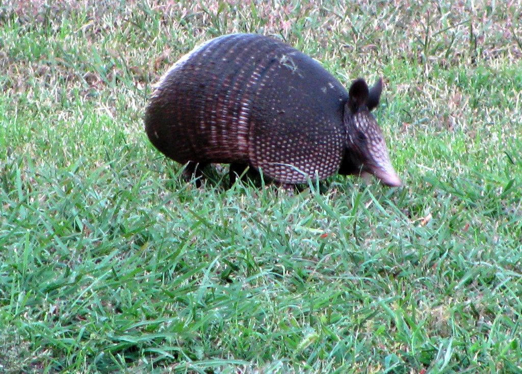 Welcome Mr. Armadillo by bellasmom