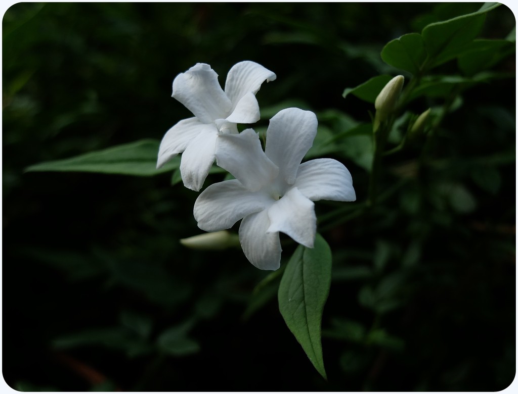 summer jasmine by quietpurplehaze