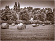 15th Aug 2014 - Haybales In Sepia