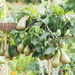 Pears by philhendry
