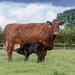 Cow  6 - 9-08 by barrowlane