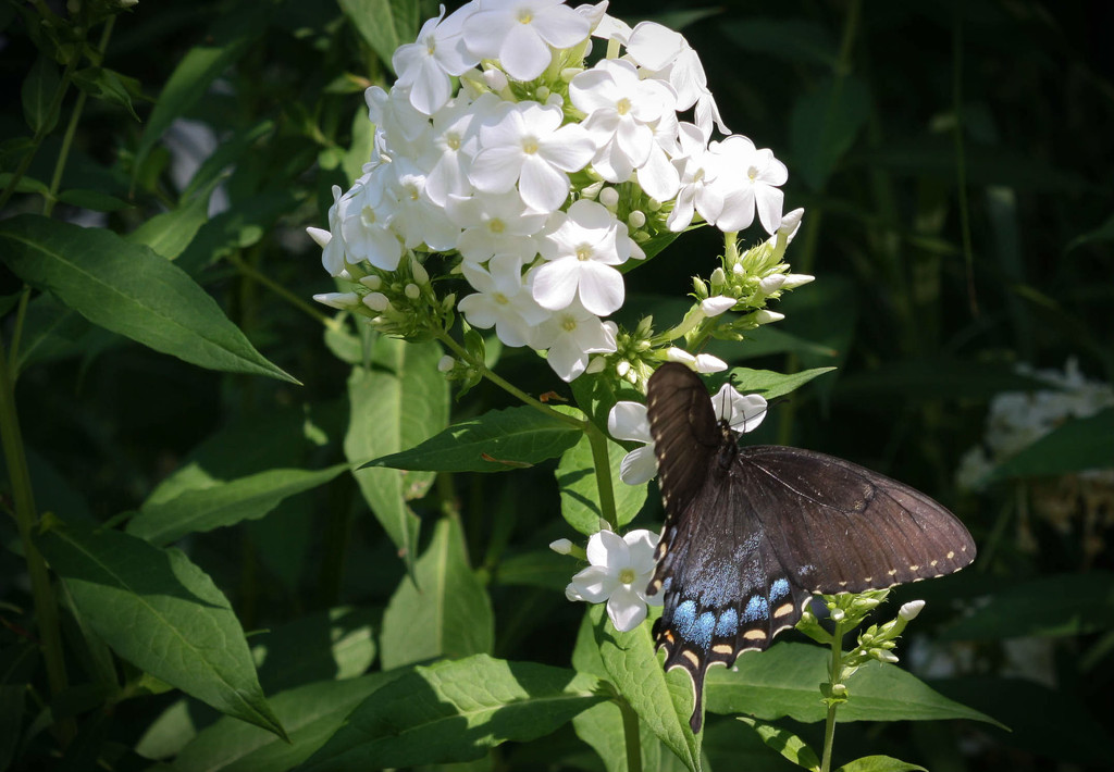 Butterfly on a bush by mittens