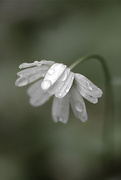 15th Aug 2014 - Daisy and the droplets!