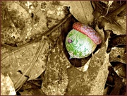 15th Aug 2014 - An Acorn Among the Leaves