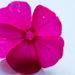 Pink flower by elisasaeter
