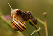 15th Aug 2014 - Striped Snail
