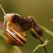 Striped Snail by leonbuys83