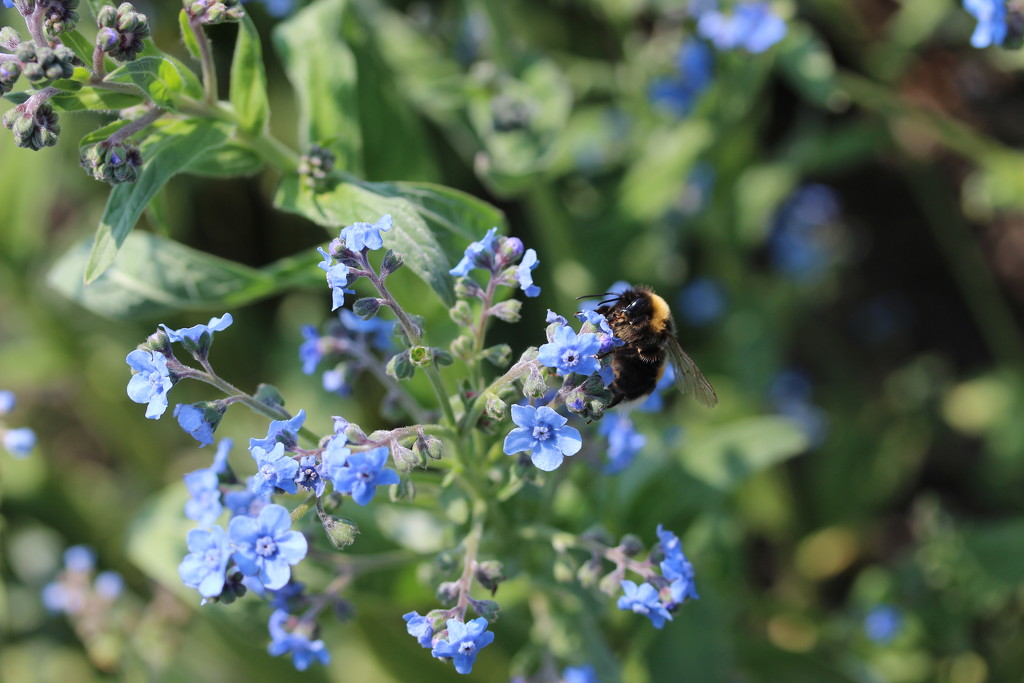 A bee on blue flowers by pyrrhula