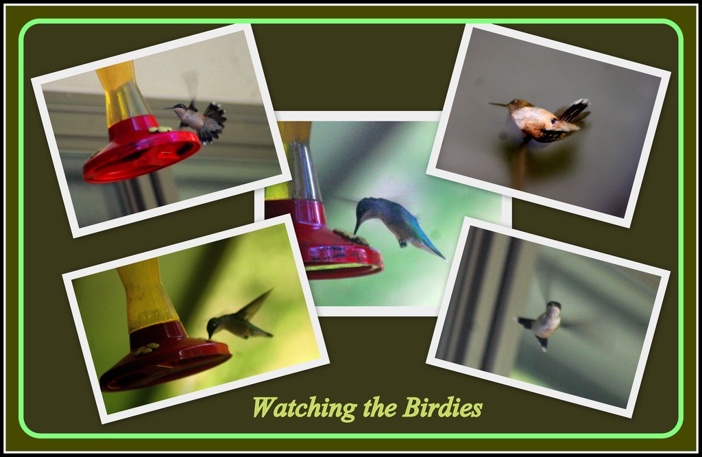 Watching the Birdies by vernabeth
