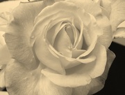 6th Aug 2014 - Rose Petal Softness