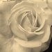 Rose Petal Softness by bjywamer