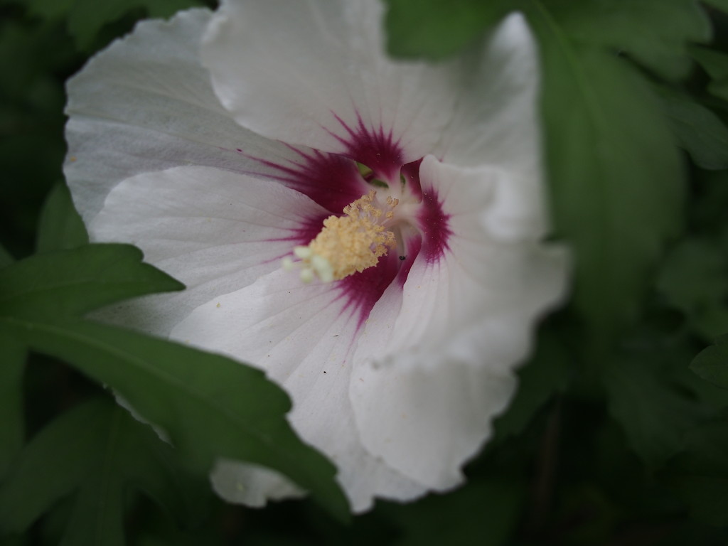 Rose of Sharon by selkie