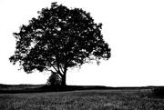 15th Aug 2014 - Lone Tree on Old Wagner Farm