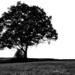 Lone Tree on Old Wagner Farm by taffy