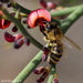 Bee fantasy land by flyrobin